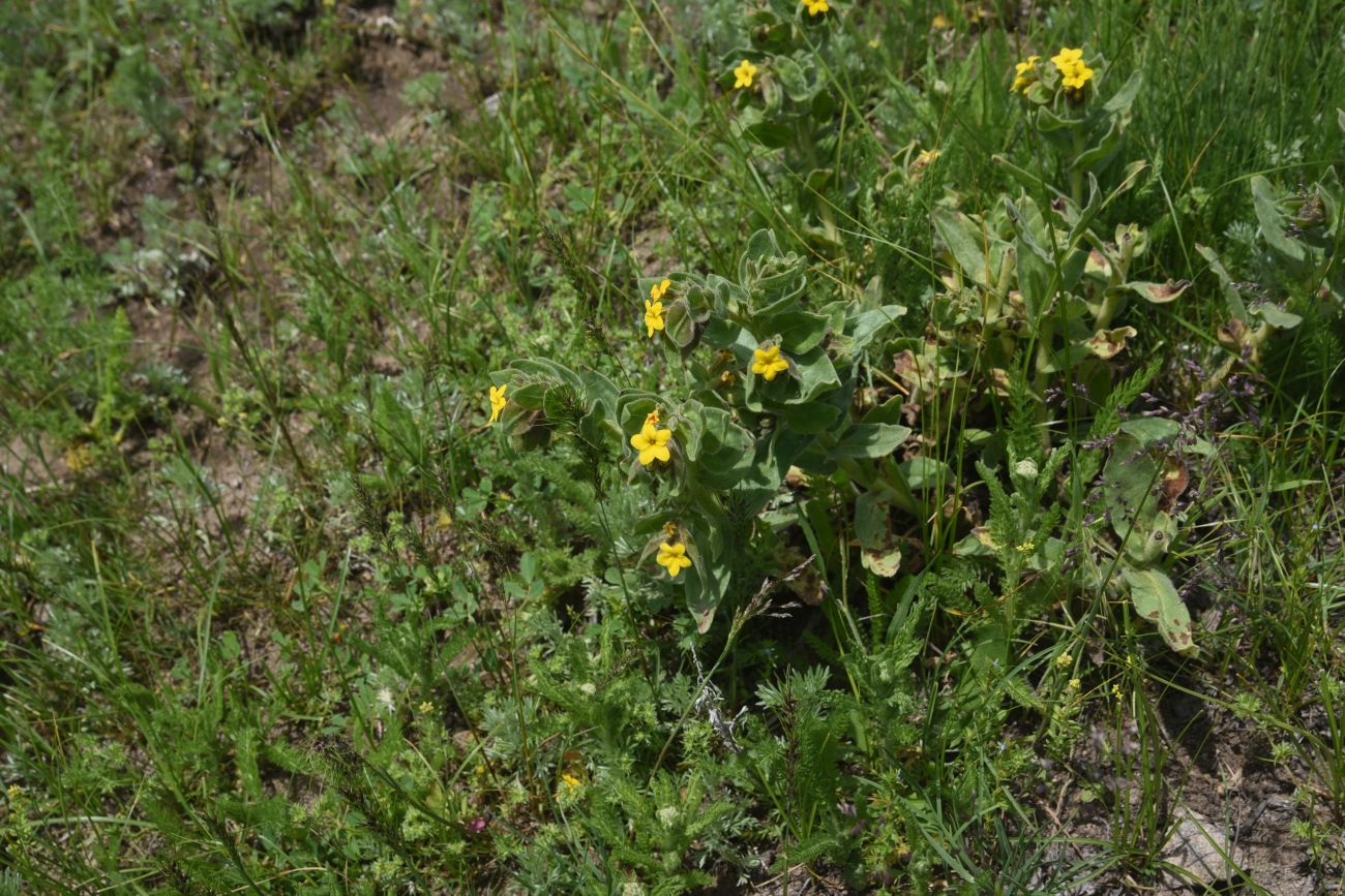 Image of Alkanna orientalis specimen.