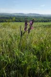 Oxytropis spicata. Цветущее растение. Оренбургская обл., Саракташский р-н, Жёлтинский сельсовет, окр. Кандуровского карьера, каменистая степь. 29 мая 2024 г.