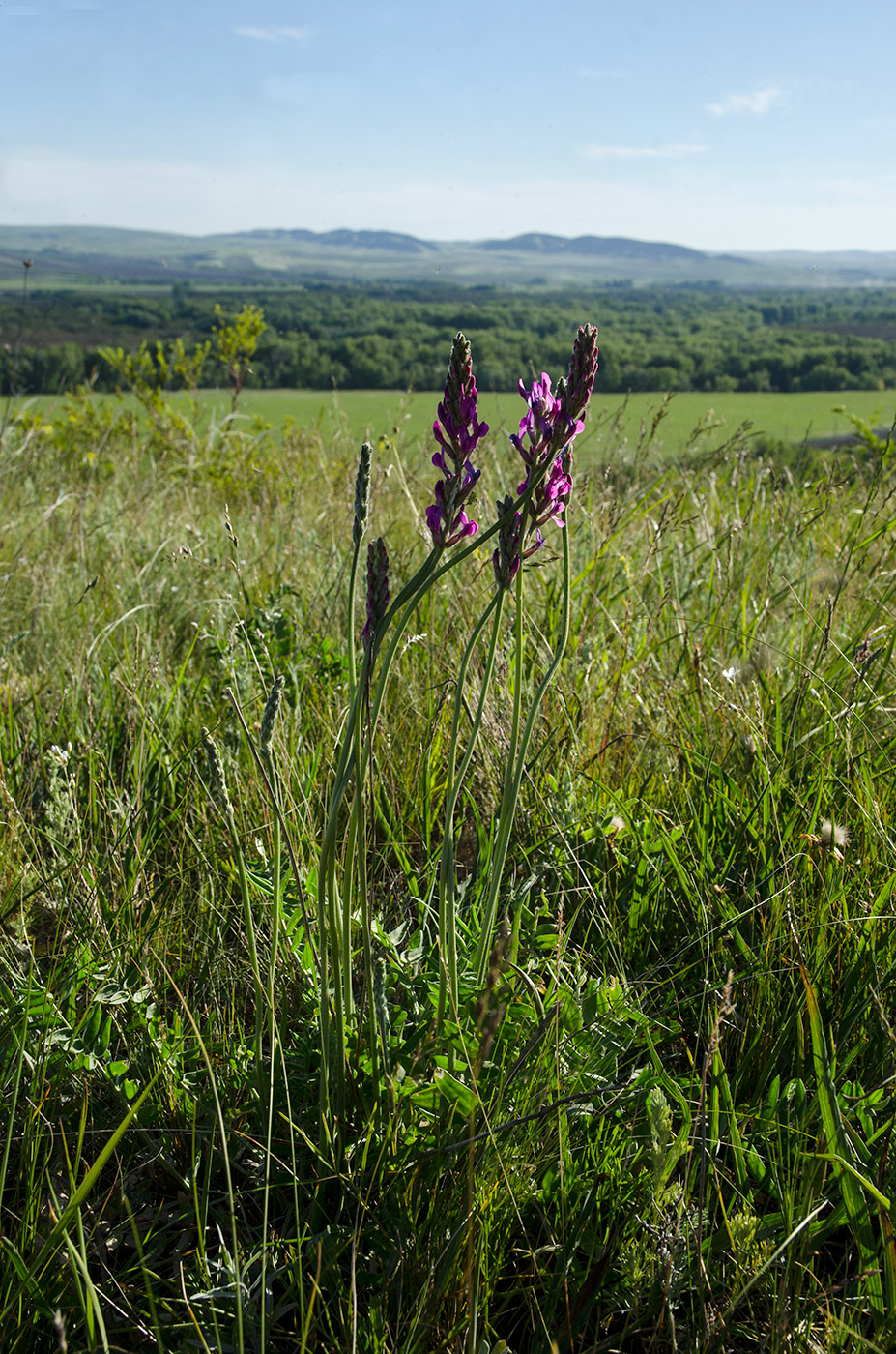 Image of Oxytropis kasakorum specimen.