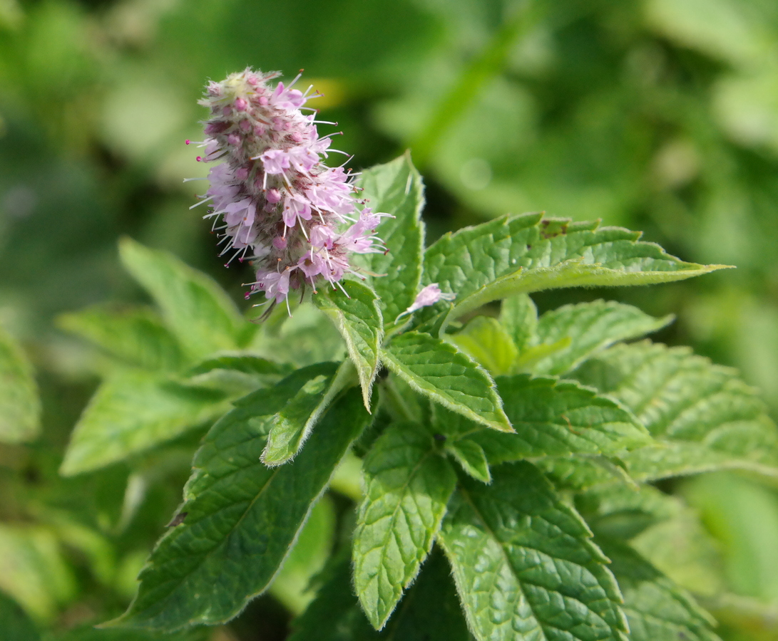 Image of Mentha longifolia specimen.