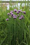 Allium schoenoprasum