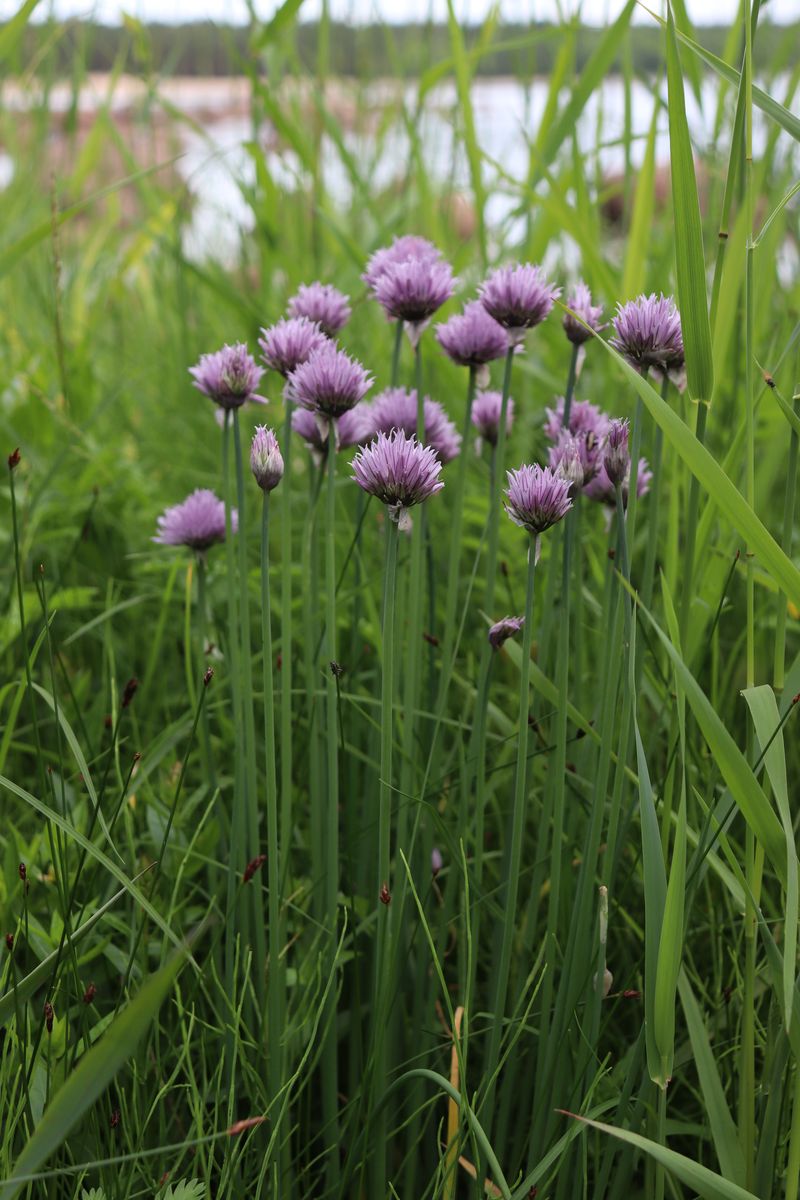 Изображение особи Allium schoenoprasum.