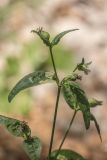 genus Silene