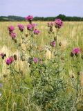 Centaurea apiculata