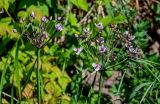 Butomus umbellatus. Соцветия с цветками, бутонами и формирующимися плодами. Калининградская обл., Гвардейский р-н, пос. Знаменск, устье р. Лава, в воде у берега. 02.07.2025.