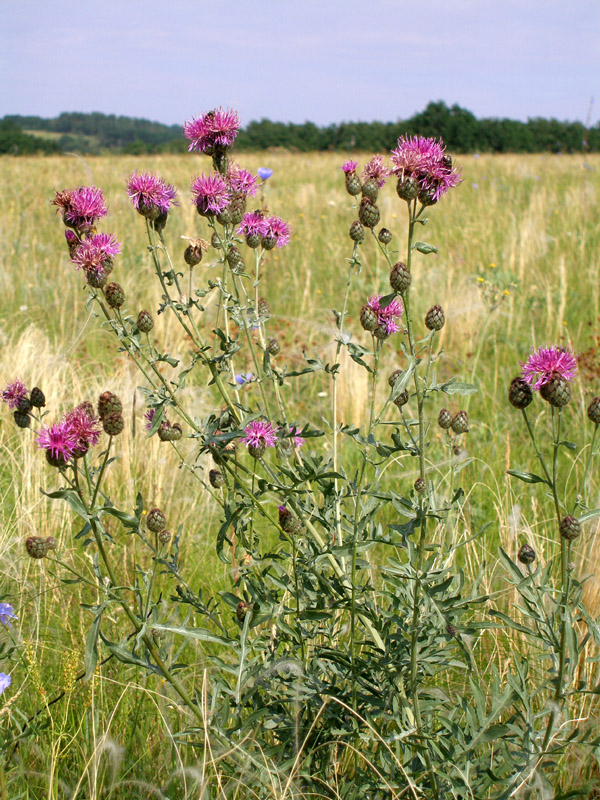 Image of Centaurea apiculata specimen.