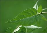 Solanum dulcamara. Лист. Московская обл., Раменский р-н, окр. дер. Хрипань, садовый участок. 08.08.2025.
