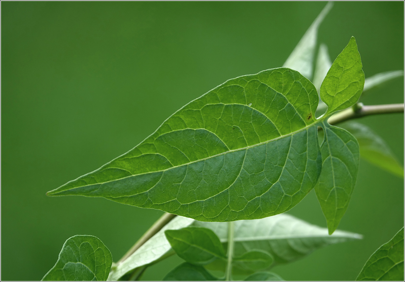 Изображение особи Solanum dulcamara.
