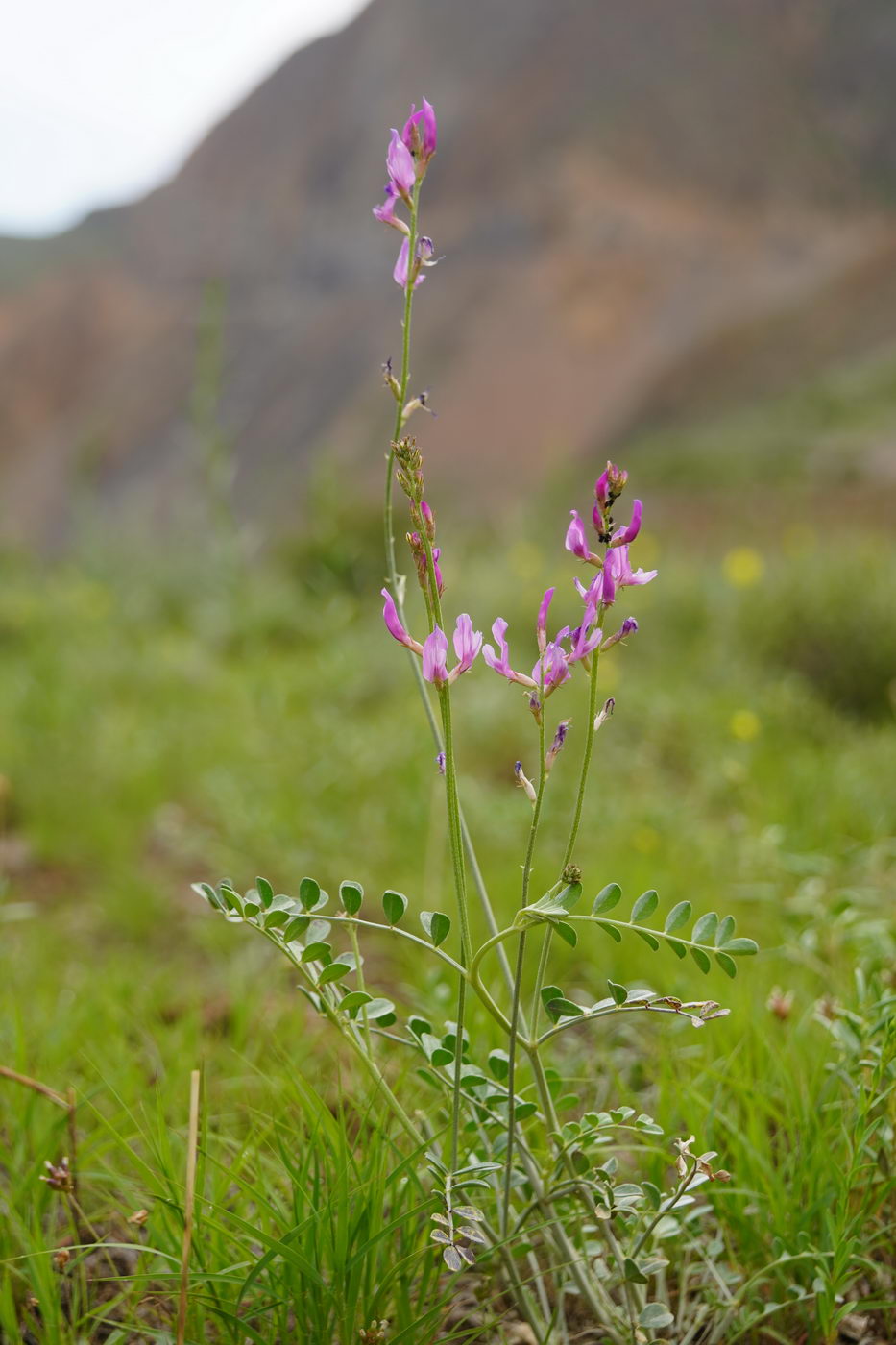 Изображение особи Astragalus managildensis.