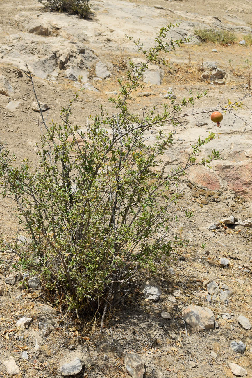 Image of Punica granatum specimen.