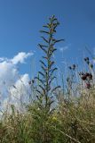 Echium vulgare. Отцветающее и плодоносящее растение. Псковская обл., Псковский р-н, окр. погоста Выбуты, бровка обрыва к берегу р. Великая, сухой луг. 02.08.2025.