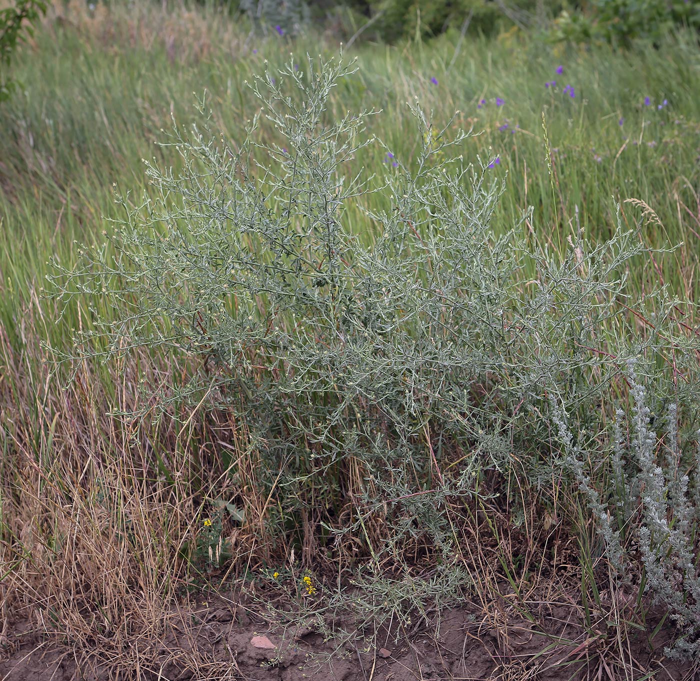 Изображение особи Centaurea diffusa.