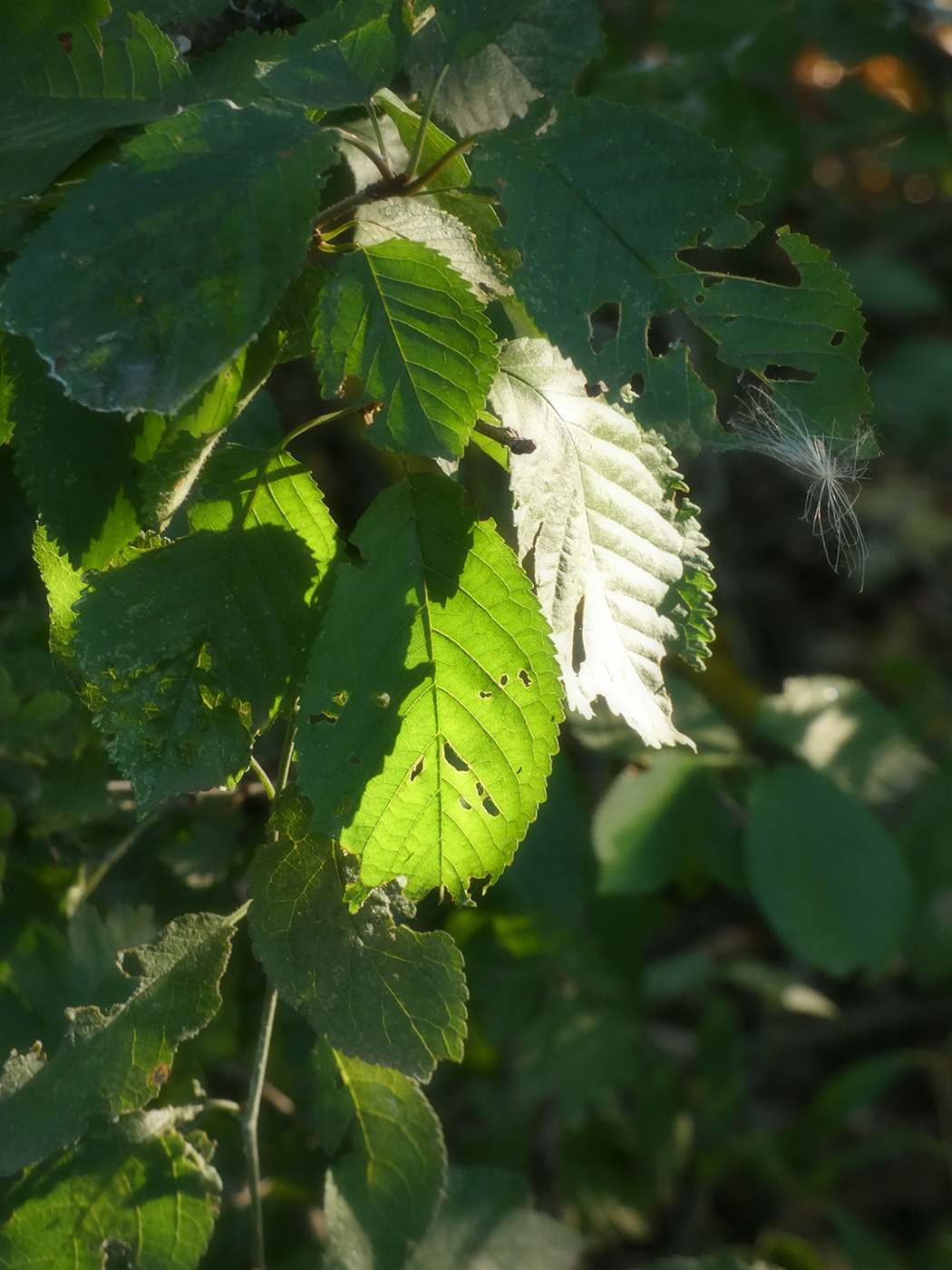 Image of Unknown species specimen.