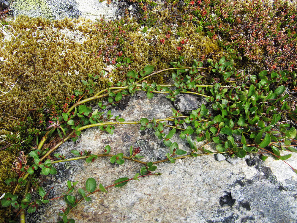 Изображение особи Salix nummularia.