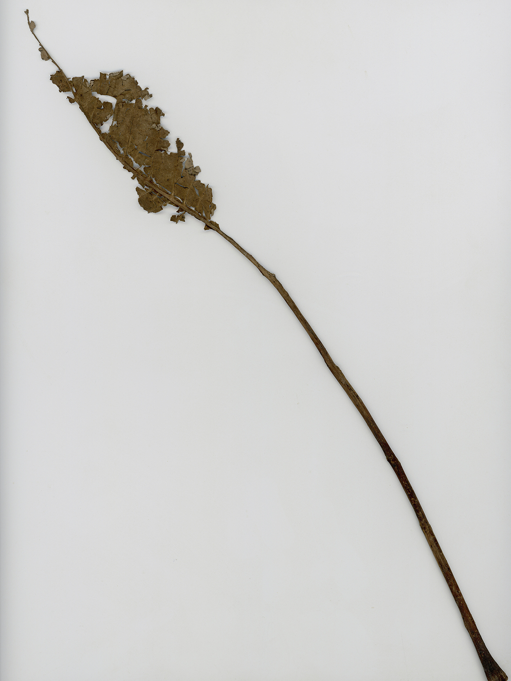 Изображение особи Juglans regia.