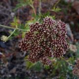 Cnidium monnieri. Соплодие. Хабаровский край, окр. г. Комсомольск-на-Амуре, берег р. Амур. 05.10.2025.