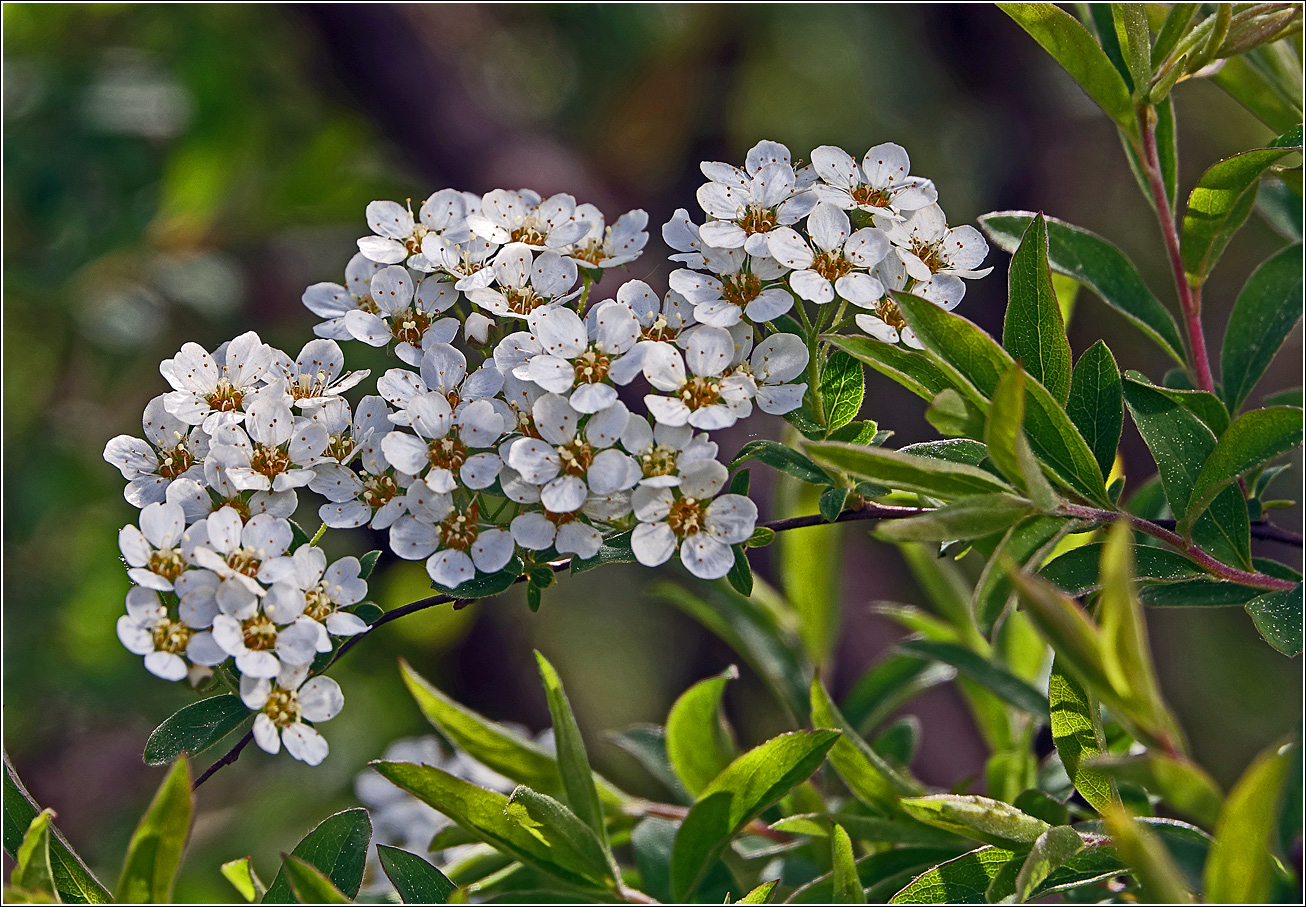 Изображение особи Spiraea × cinerea.