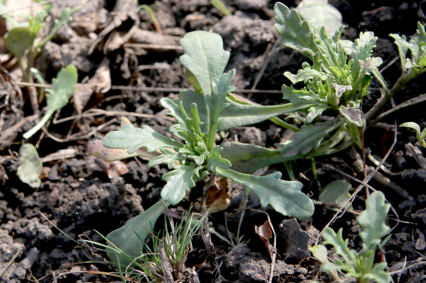Image of Iberis umbellata specimen.