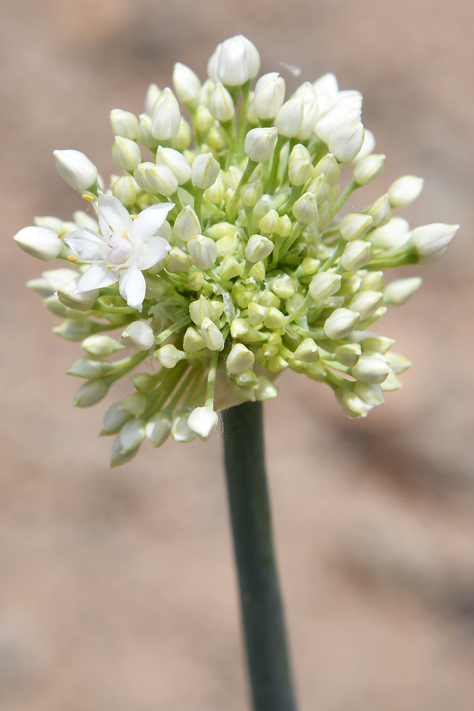 Изображение особи Allium galanthum.
