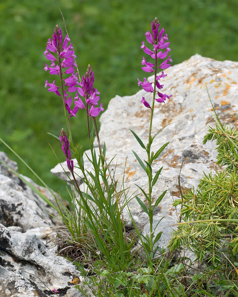 Изображение особи Polygala major.
