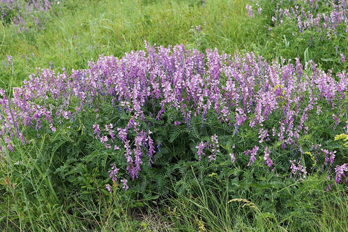 Image of Vicia cracca specimen.