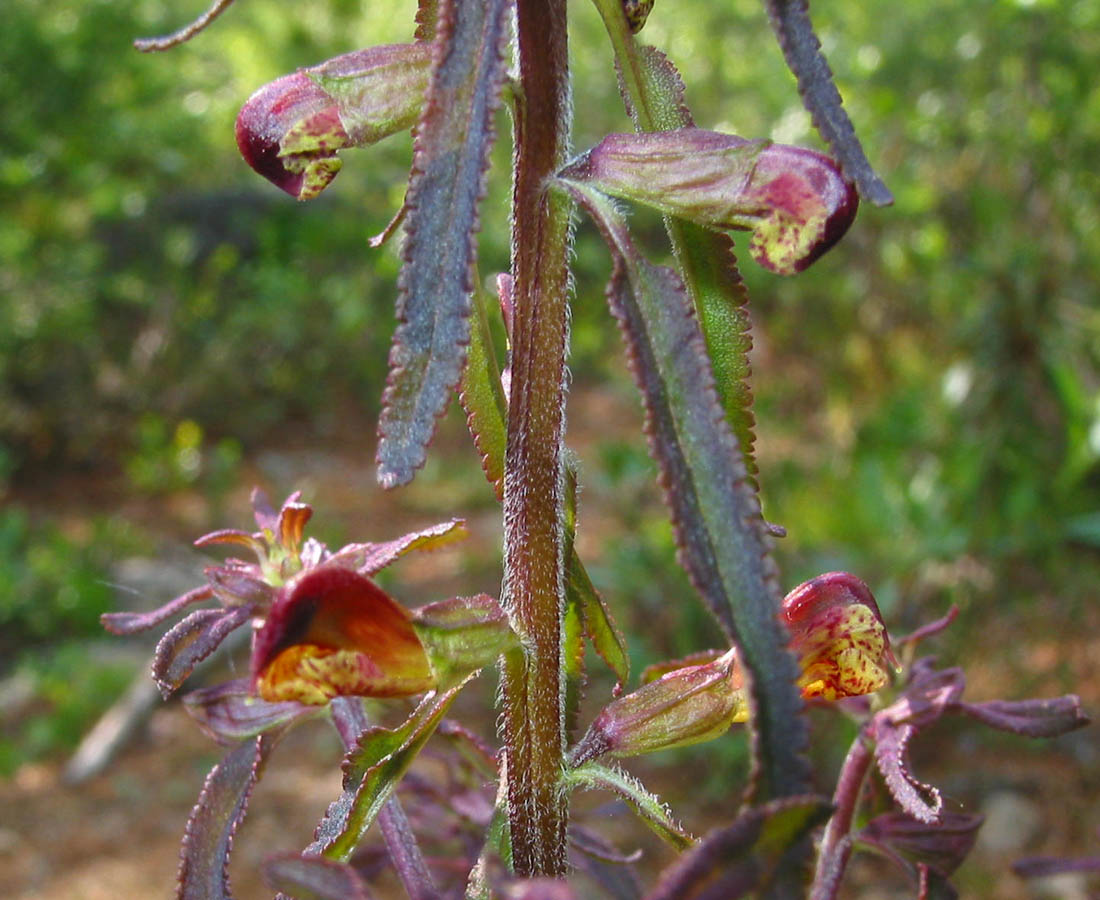 Изображение особи Pedicularis labradorica.