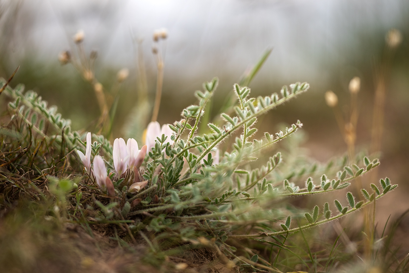 Image of Astragalus dolichophyllus specimen.