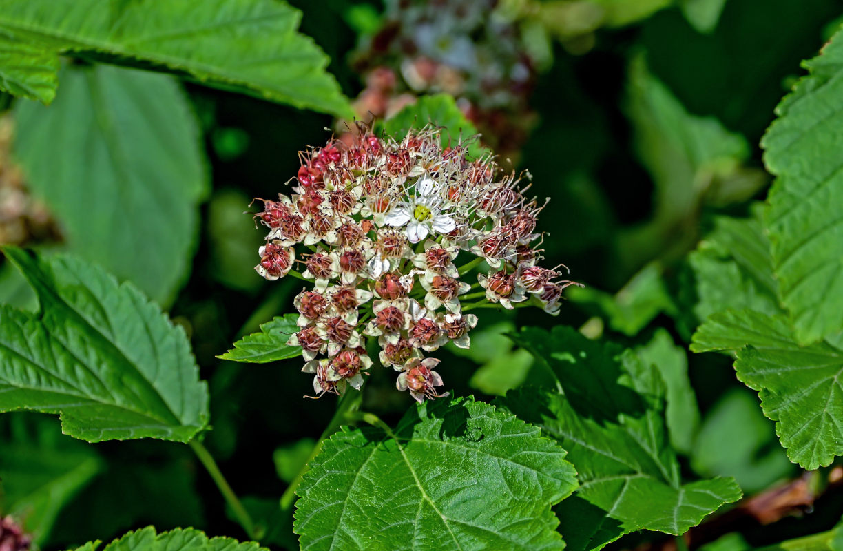 Image of Physocarpus opulifolius specimen.