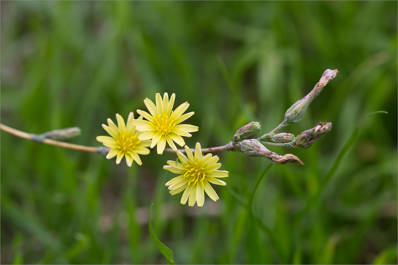 Изображение особи Lactuca serriola.