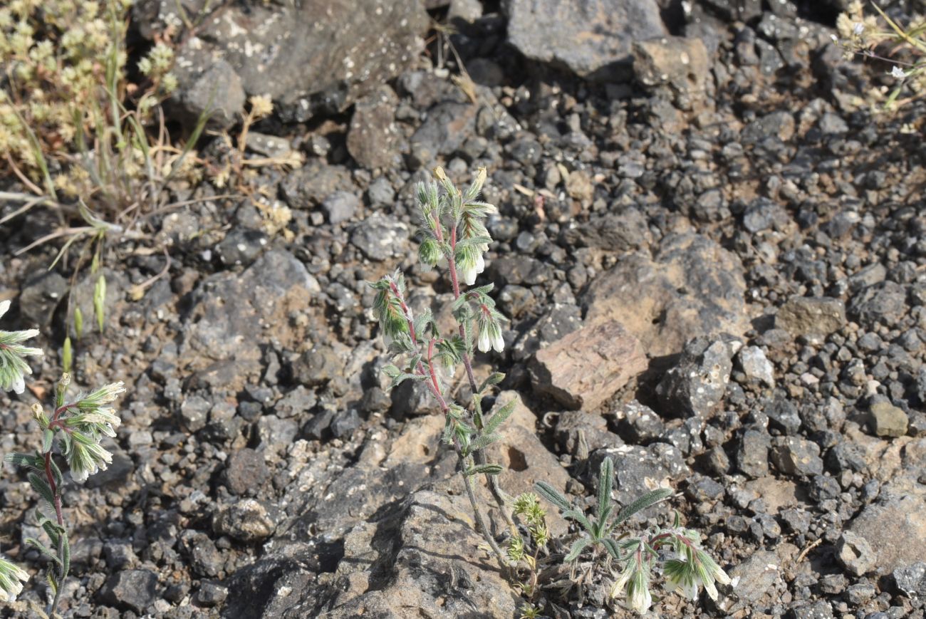 Изображение особи род Onosma.