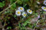 Erigeron annuus. Верхушка побега с соцветиями и бутонами. Калининградская обл., Правдинский р-н, пос. Дружба, окр. шлюза №1 Мазурского канала, у дороги. 02.07.2025.