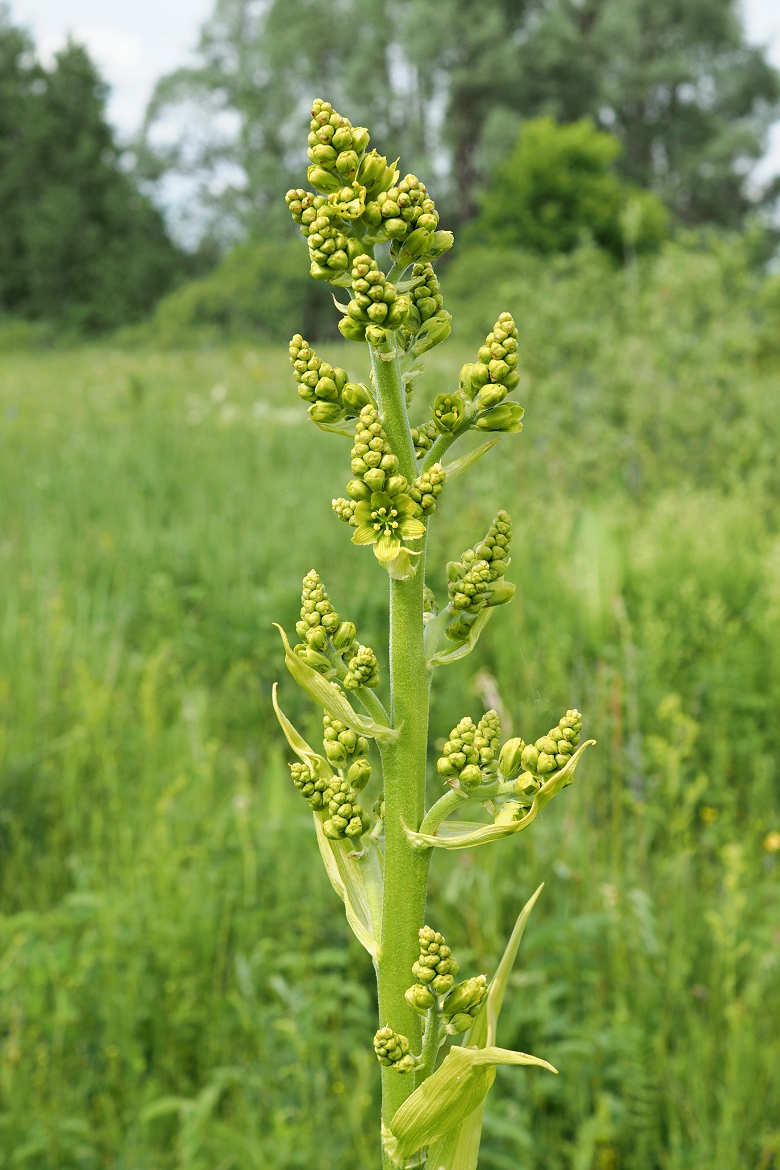Image of Veratrum lobelianum specimen.