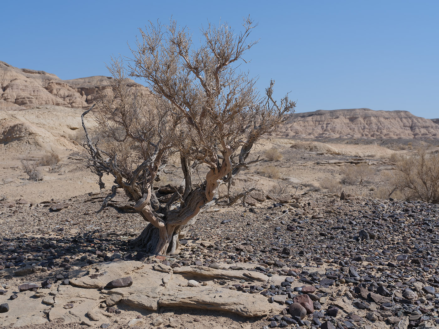 Image of Haloxylon aphyllum specimen.