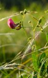 genus Lathyrus