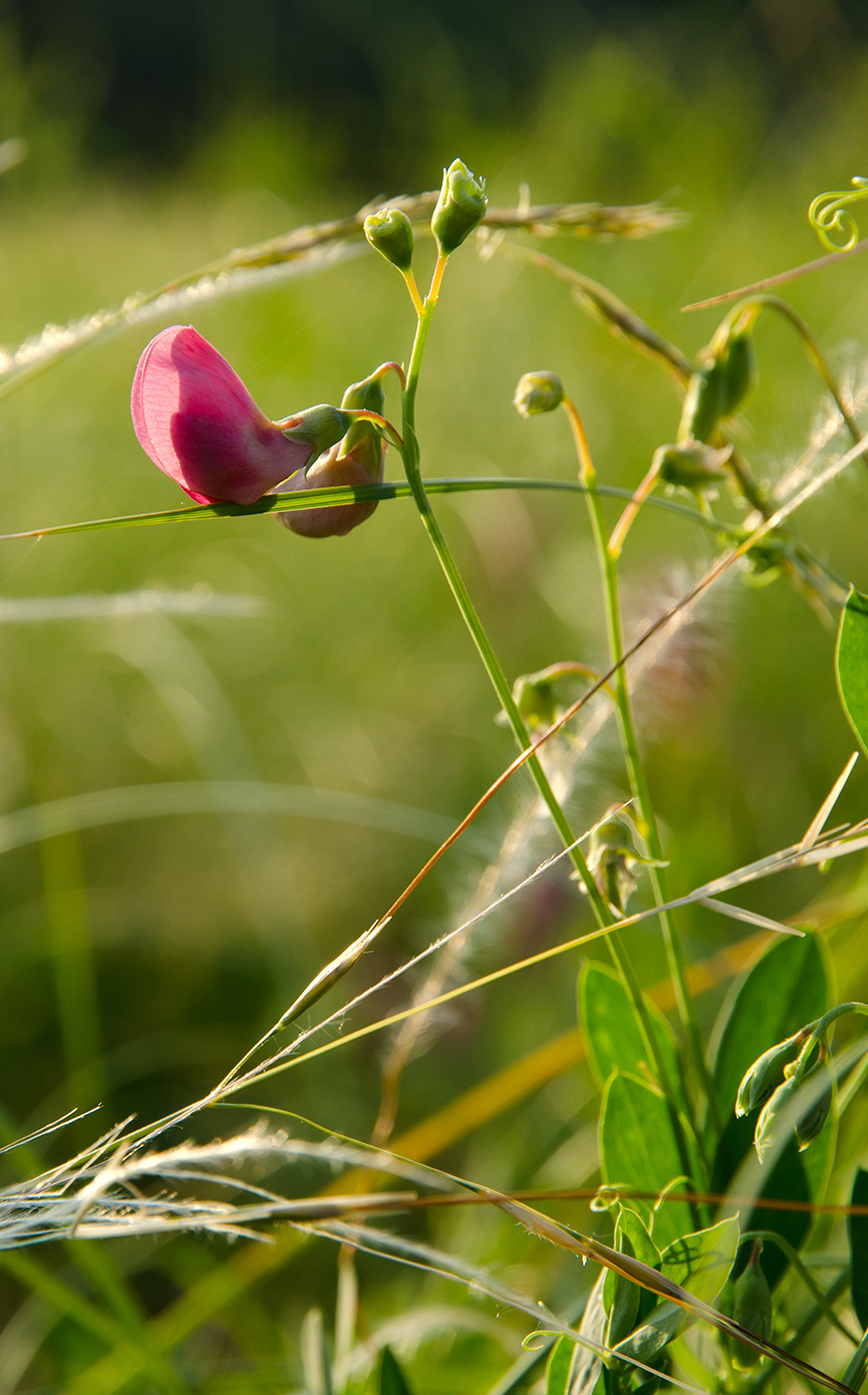 Image of Lathyrus tuberosus specimen.
