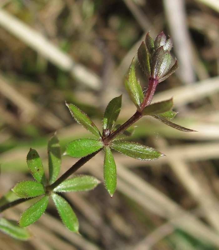 Изображение особи Galium uliginosum.