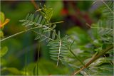 Vicia sepium. Верхушка побега с развивающимися листьями. Московская обл., Раменский р-н, окр. дер. Хрипань, садовый участок. 14.06.2026.