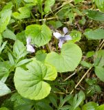 Viola epipsiloides. Цветущее растение. Хабаровский край, р-н имени Лазо, верховье р. Ко, выс. ≈ 800 м н.у.м., долинный хвойный лес. 23.06.2026.