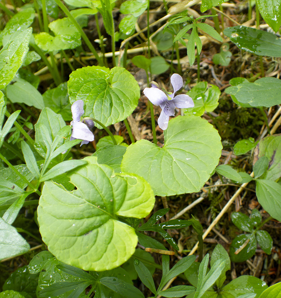 Image of Viola epipsiloides specimen.