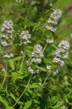 genus Thymus