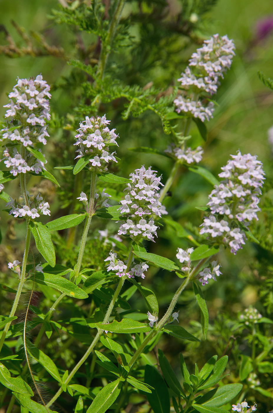Image of genus Thymus specimen.