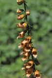 Digitalis laevigata. Часть соцветия. Белгородская обл., пос. Ракитное, ул. Сосновая, 2, в культуре. 15 июля 2026 г.