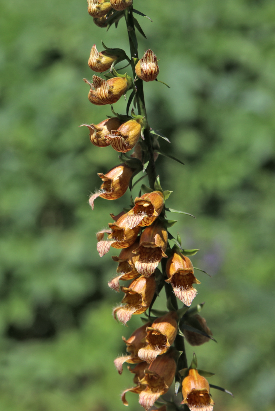 Изображение особи Digitalis laevigata.