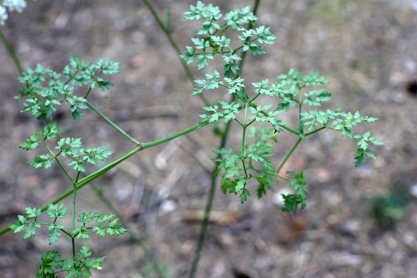 Изображение особи Peucedanum oreoselinum.