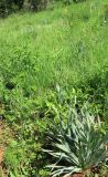Bulbine narcissifolia