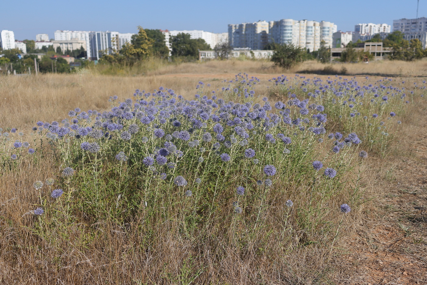 Изображение особи Echinops ritro ssp. thracicus.