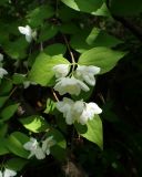 Philadelphus tenuifolius. Побег с соцветиями. Хабаровский край, окр. г. Комсомольск-на-Амуре, смешанный лес с преобладанием Betula. 21.06.2026.