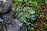 Saxifraga cartilaginea. Нижняя часть цветущего растения. Турция, ил Артвин, окр. монастыря Парехи, на камнях. 12 июня 2026 г.