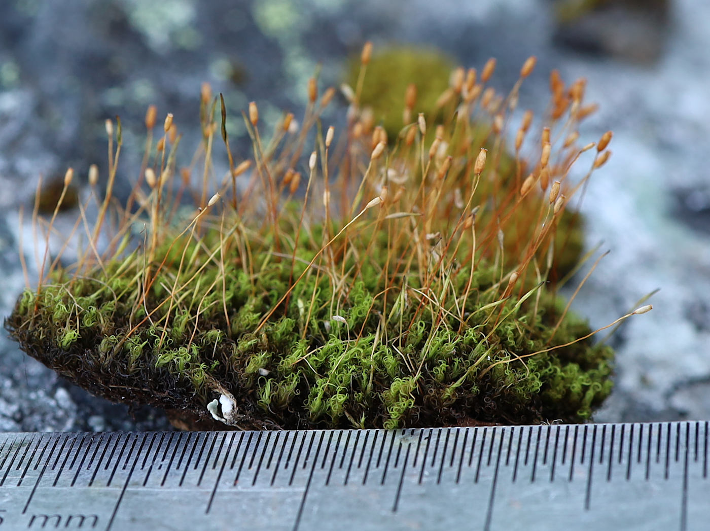 Image of Hymenoloma crispulum specimen.