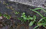 Scrophularia auriculata